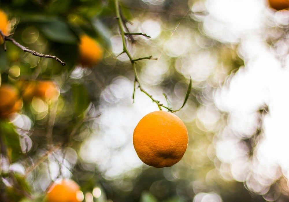 An orange hangs from a branch on an orange tree.